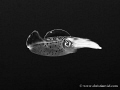   Black White portrait cuttlefish found Akumal Quintana Roo Mxico. México. México  